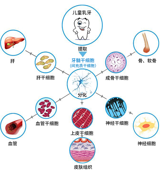 图片展示